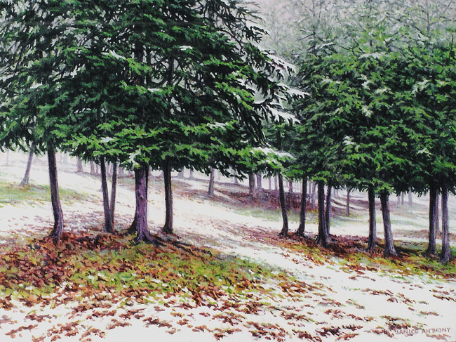 Cedars in Snow